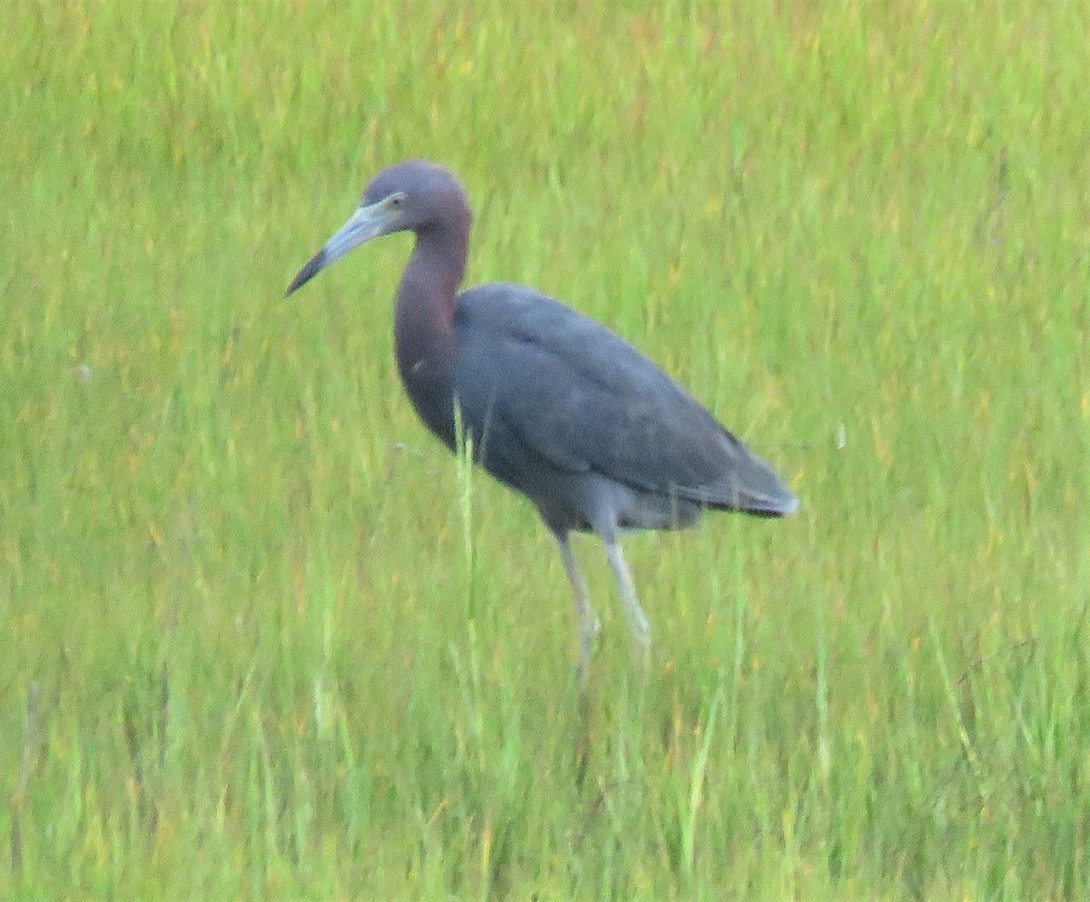Little Blue Heron - ML356327031
