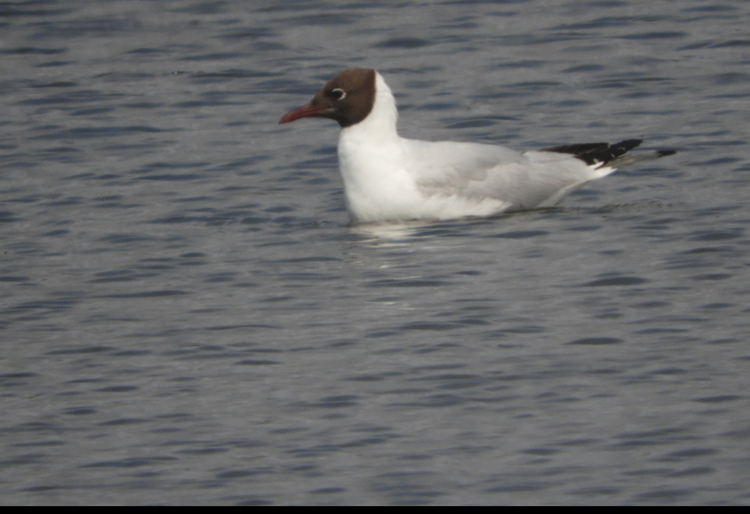 Black-headed Gull - ML356331381