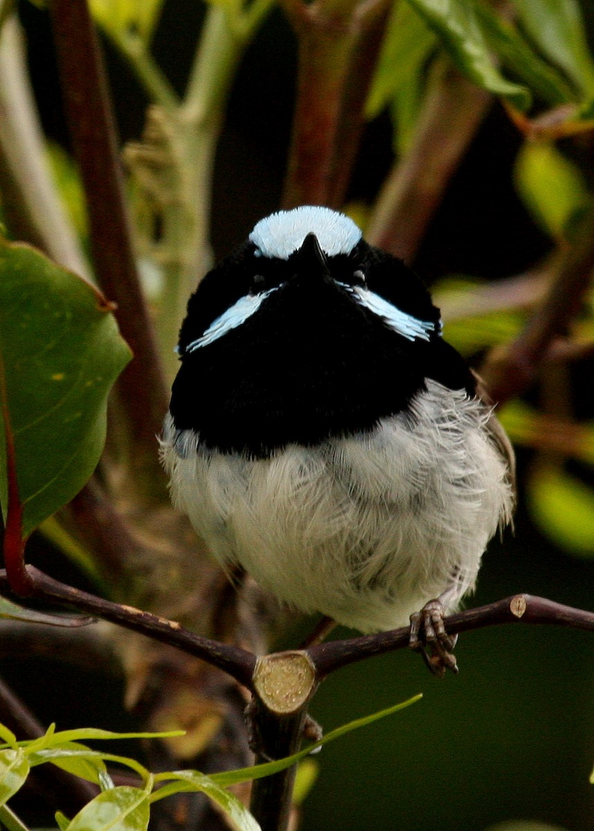 Superb Fairywren - ML35633251
