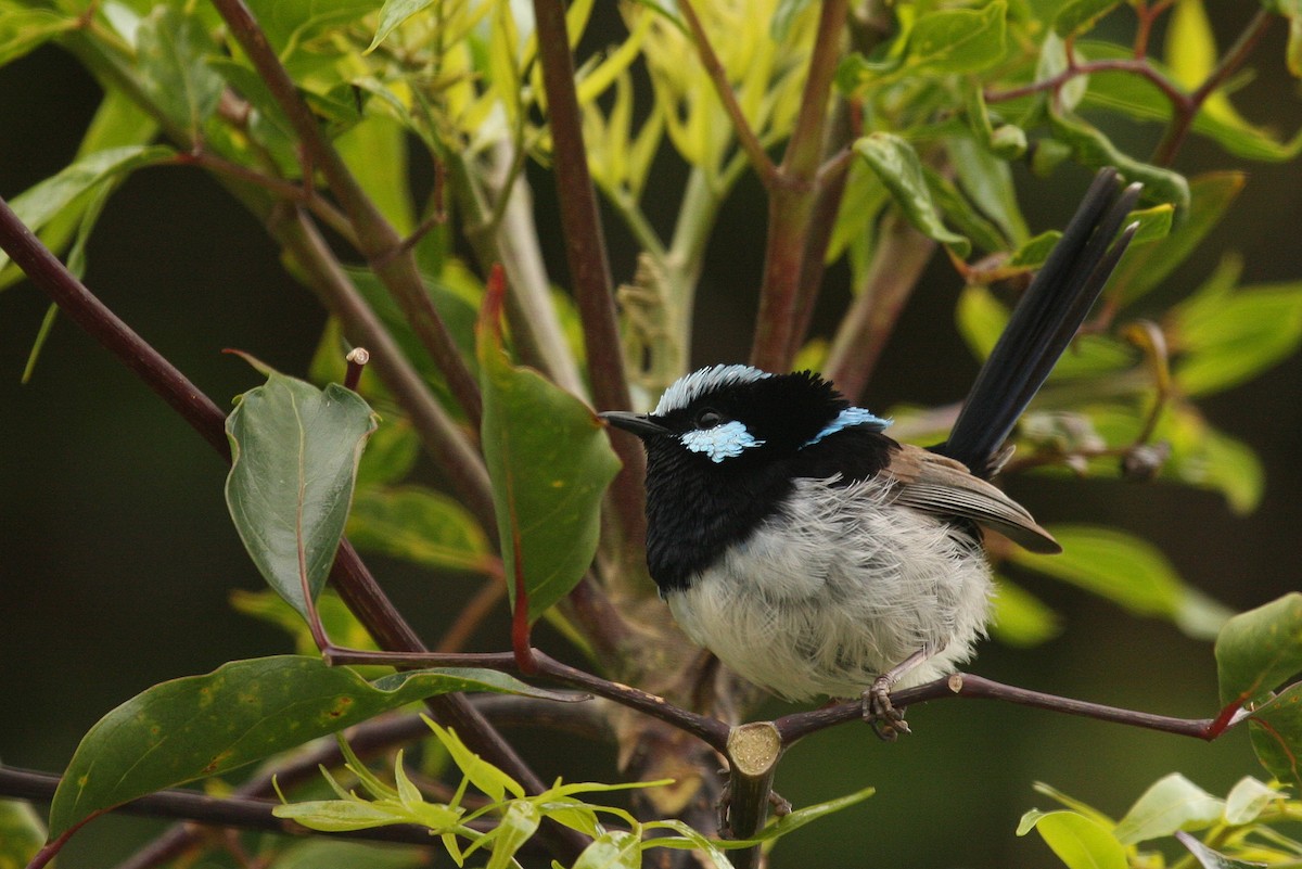 Superb Fairywren - ML35633261