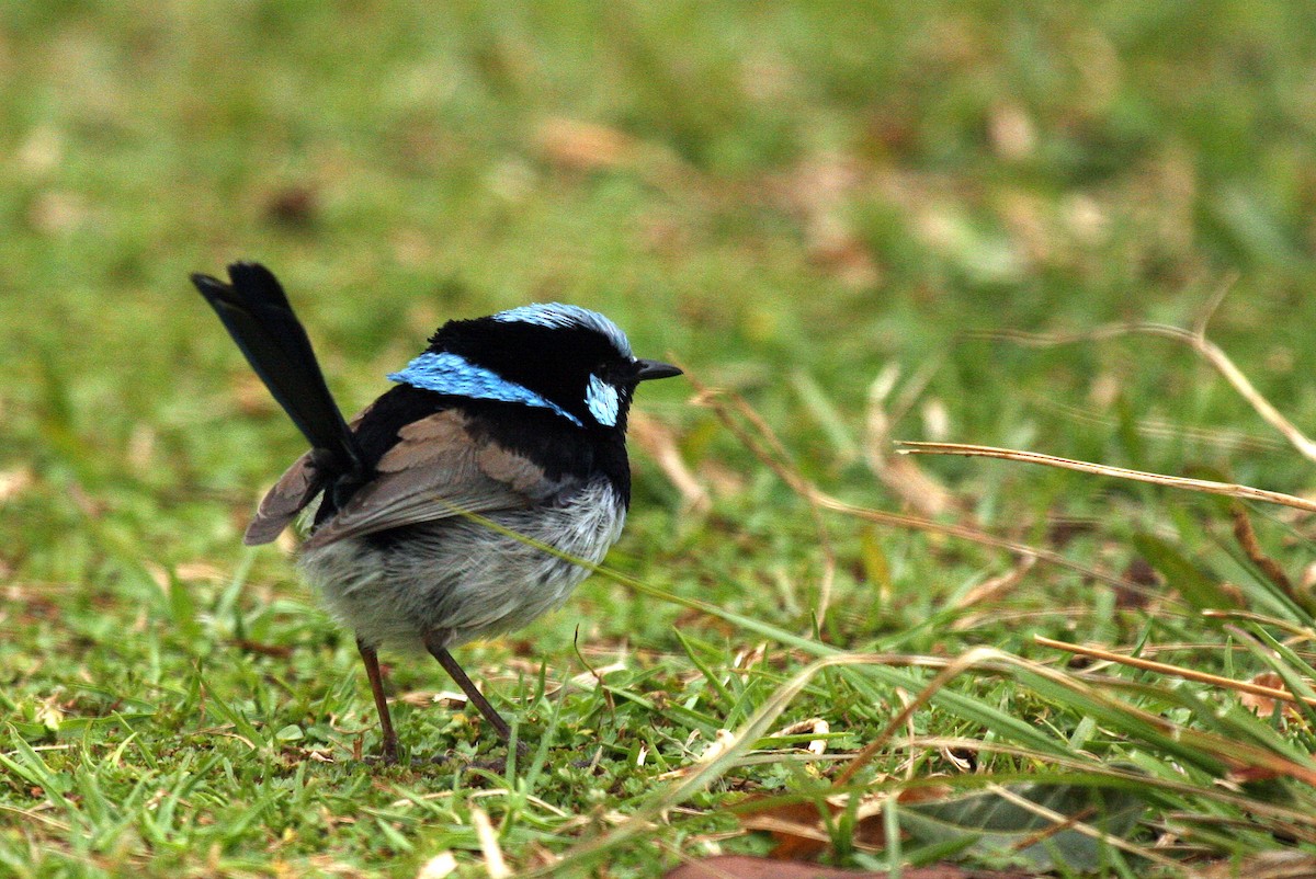 Superb Fairywren - ML35633271