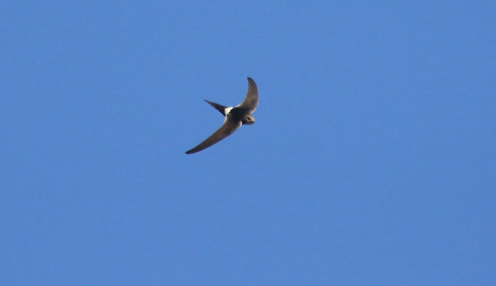 White-rumped Swift - ML356332891