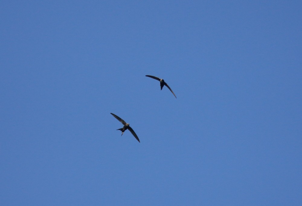White-rumped Swift - ML356332901