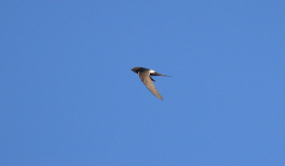White-rumped Swift - ML356332911