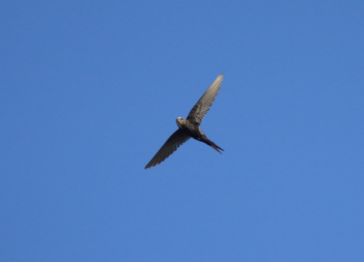 White-rumped Swift - ML356333091