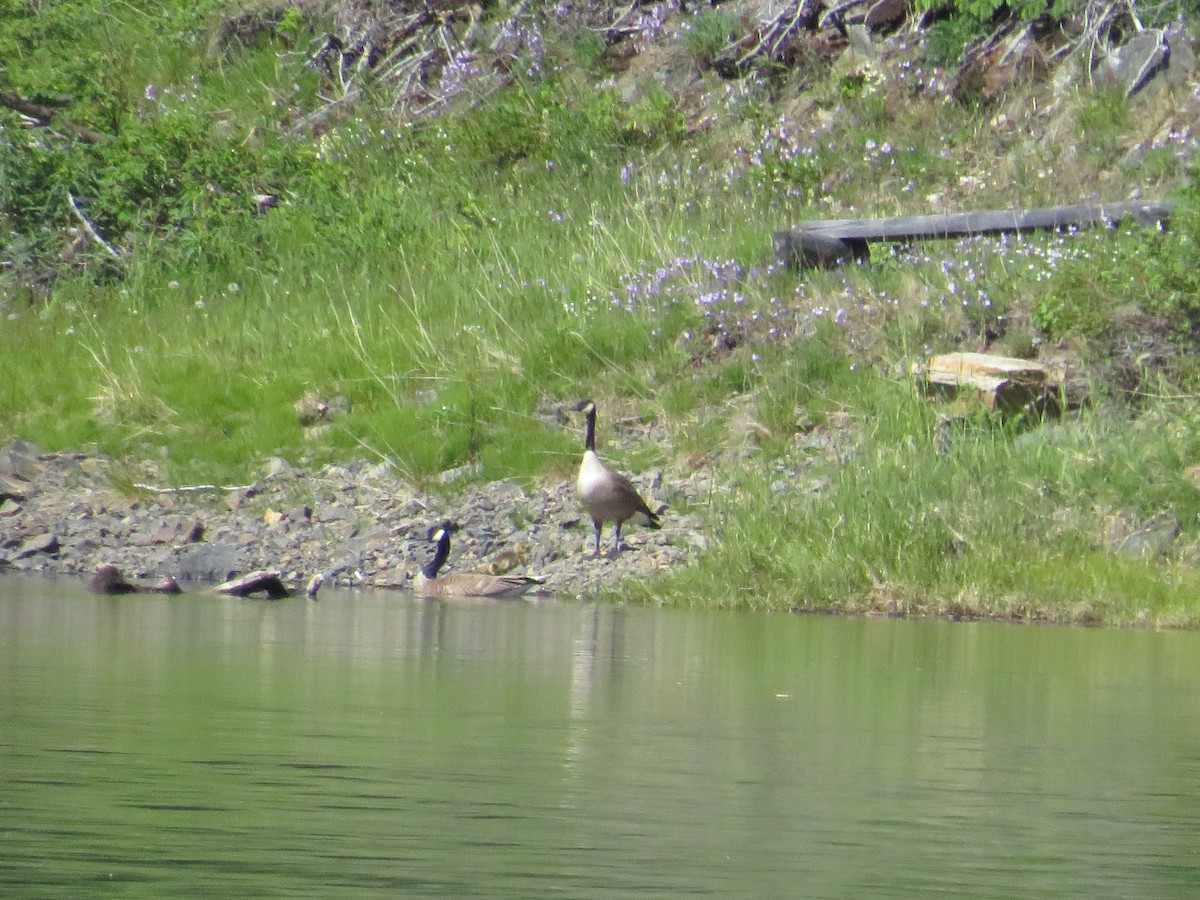 Kanada Kazı - ML356333471