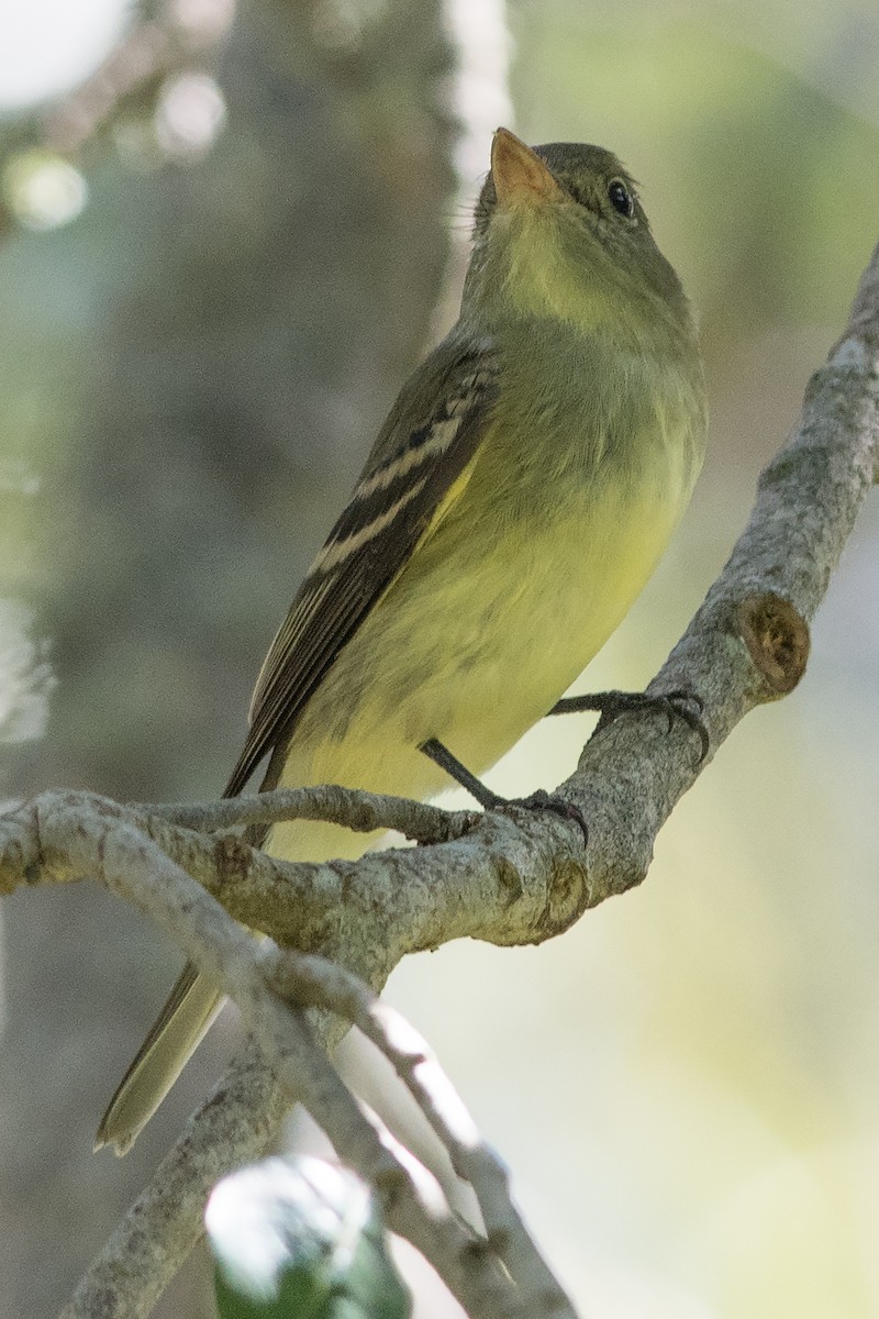 חטפית Empidonax בלתי-מזוהה - ML35633731