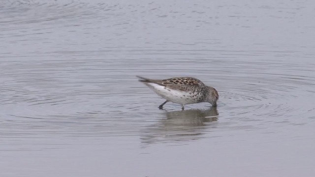 Western Sandpiper - ML356337561