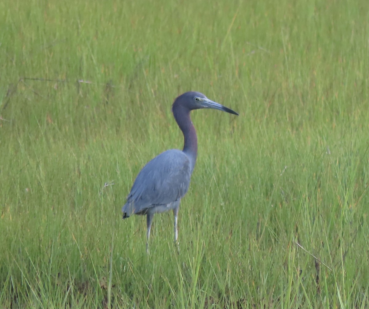 Little Blue Heron - ML356339161