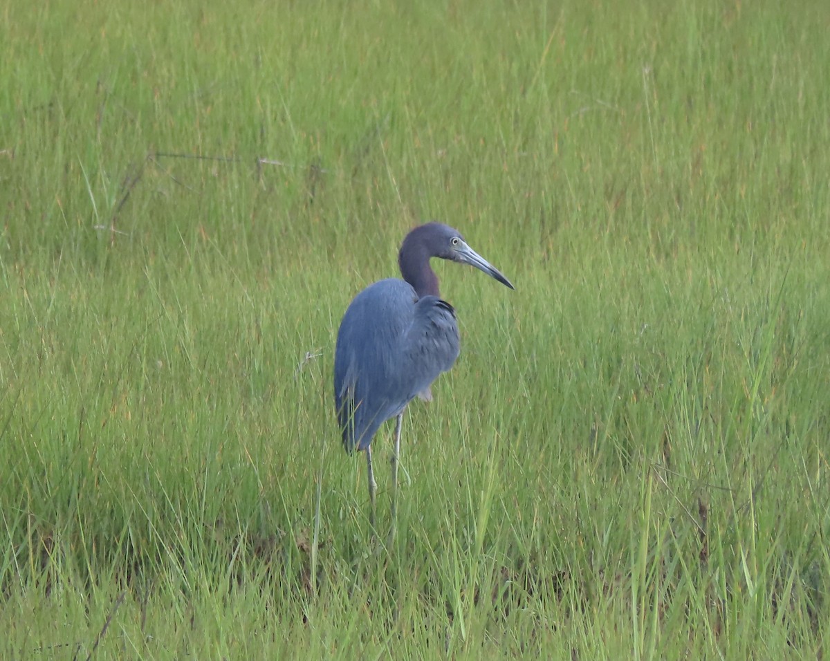 Little Blue Heron - ML356339171