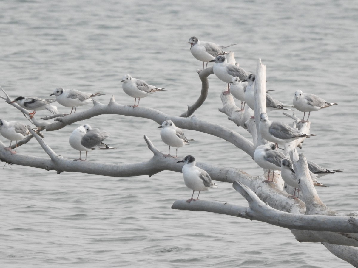 Bonaparte's Gull - ML356339251