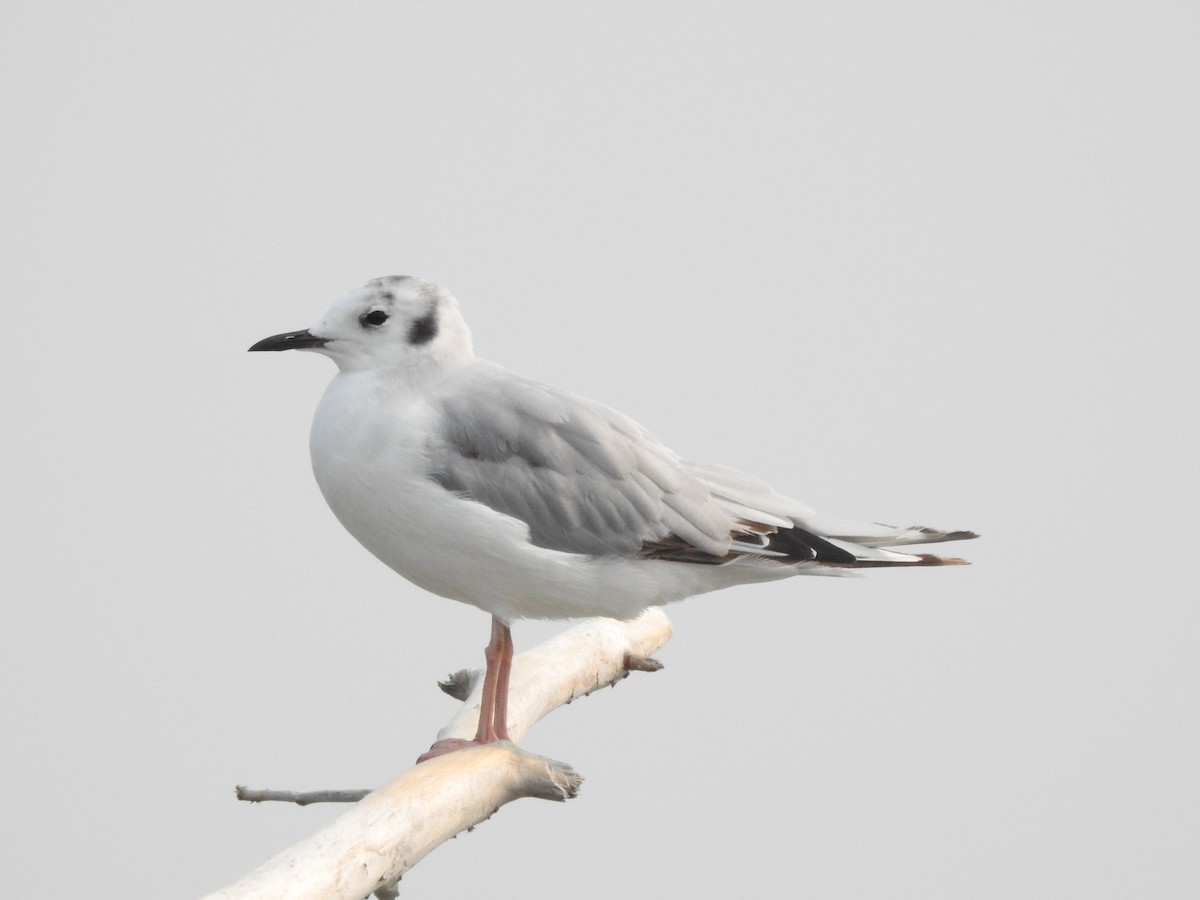 Bonaparte's Gull - James Lees