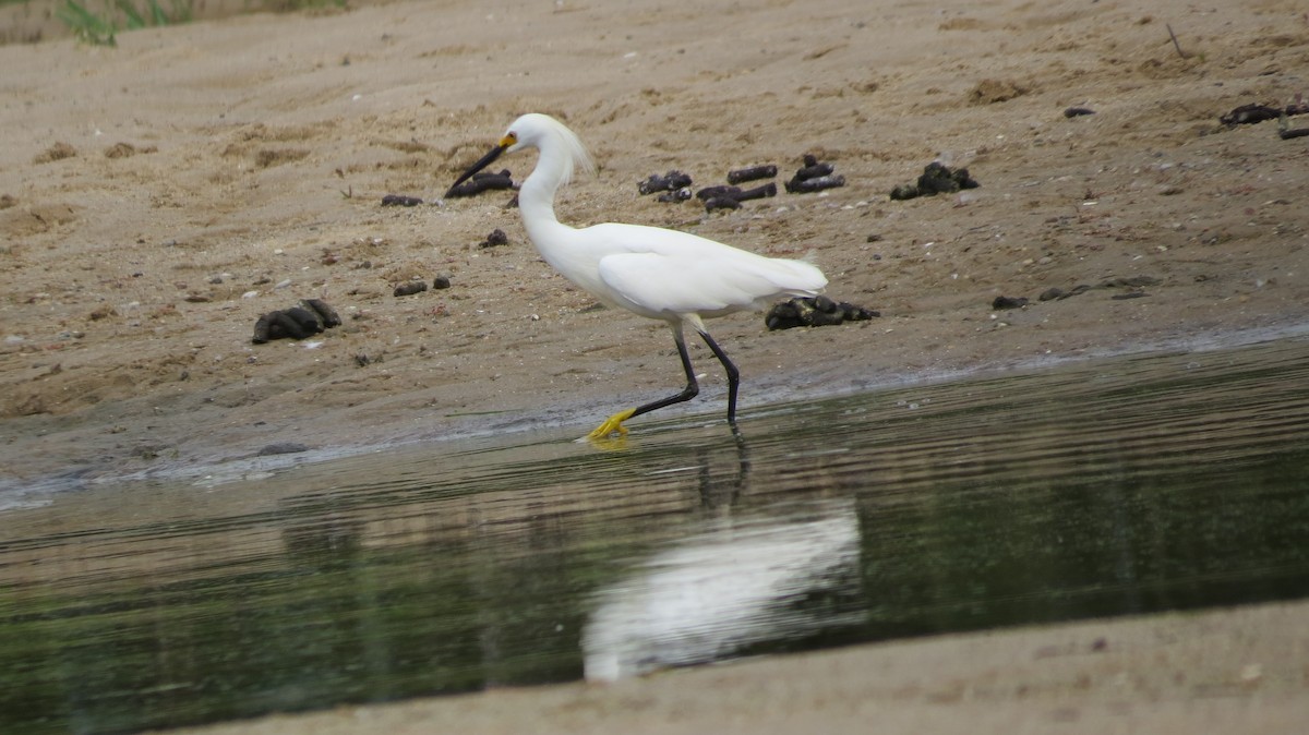 Snowy Egret - ML356341361