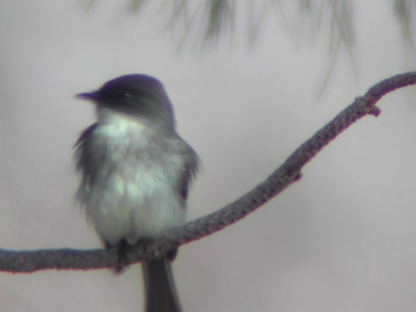 Eastern Phoebe - ML35634151