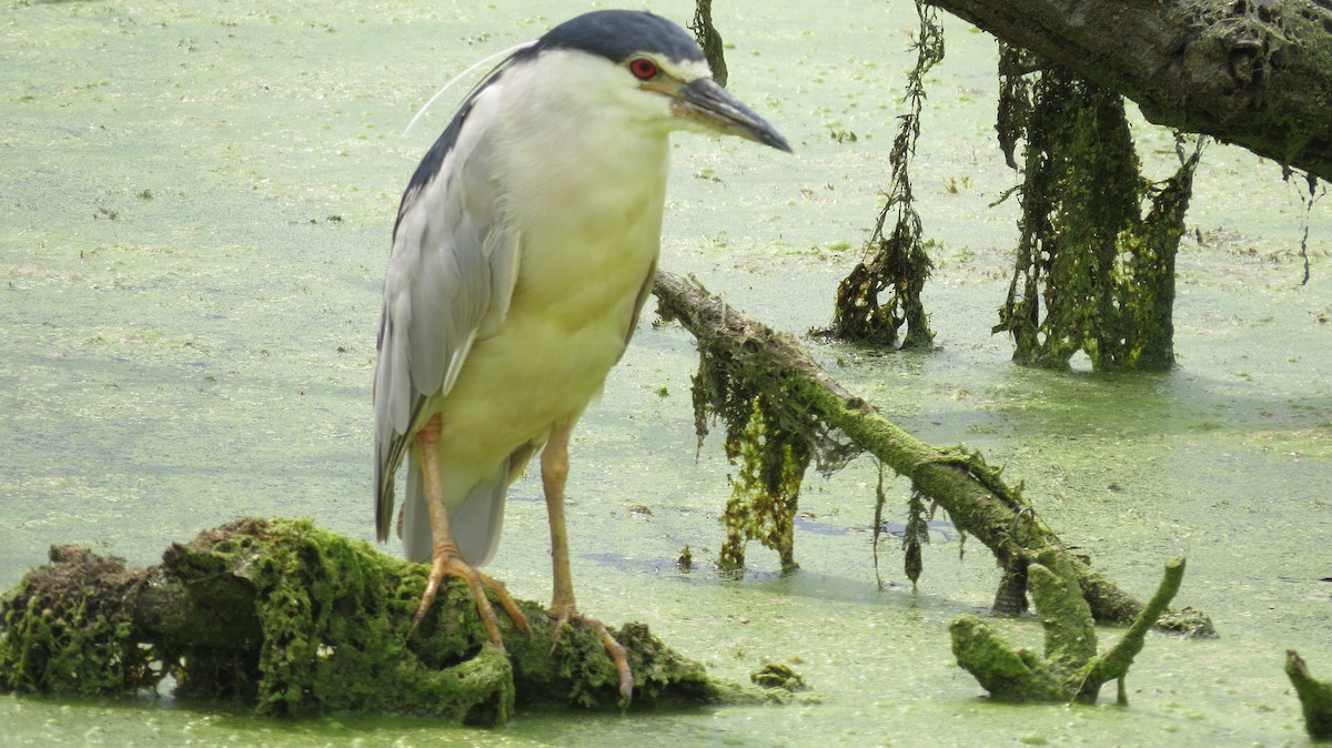 Black-crowned Night Heron - ML356341531