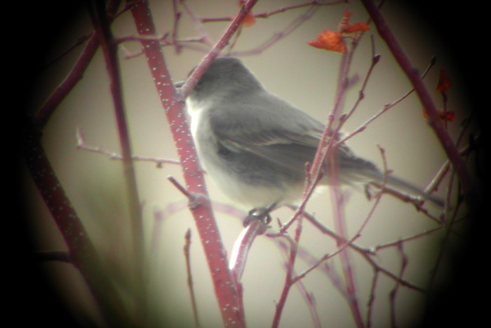 Eastern Phoebe - ML35634171