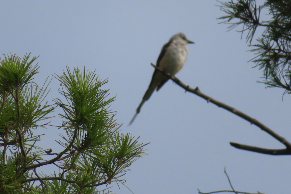 Scissor-tailed Flycatcher - ML356343241