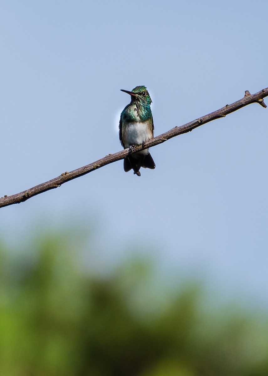 Snowy-bellied Hummingbird - ML356343901