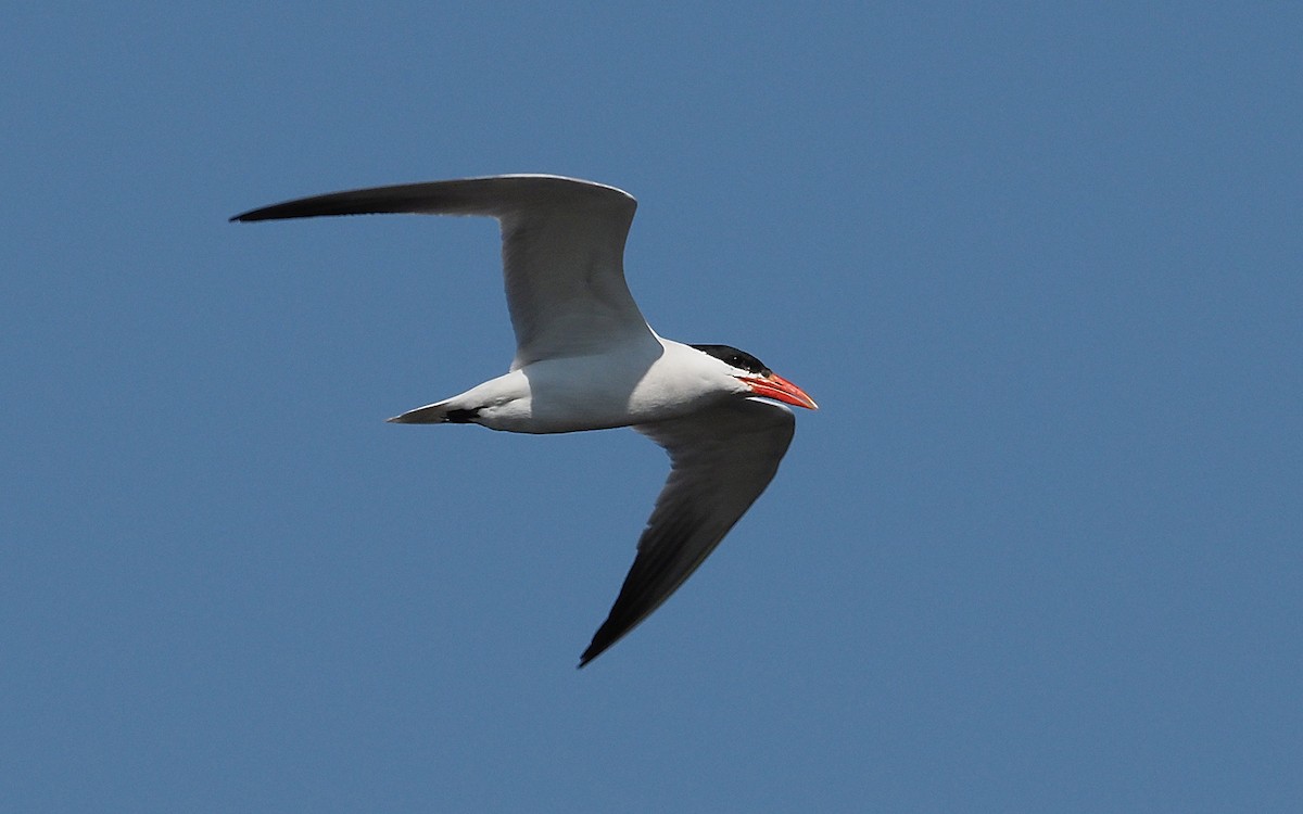 Caspian Tern - Gordon Johnston