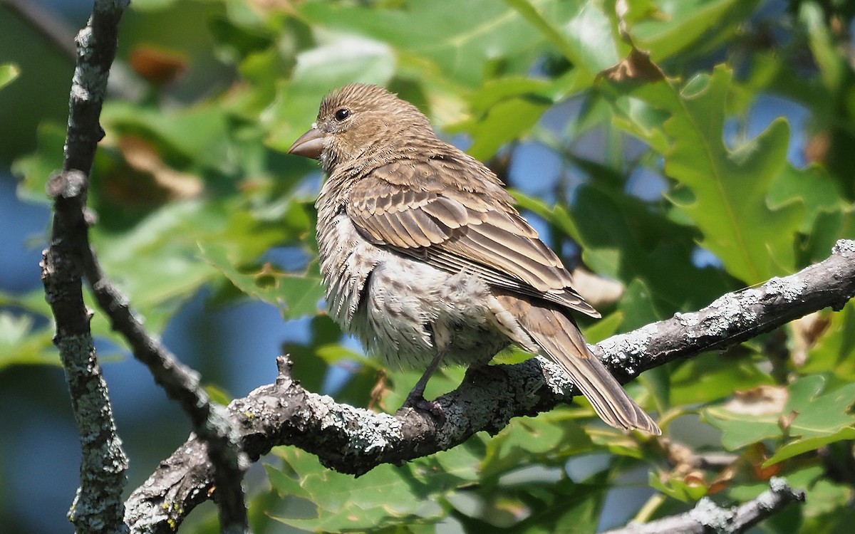 House Finch - ML356344141