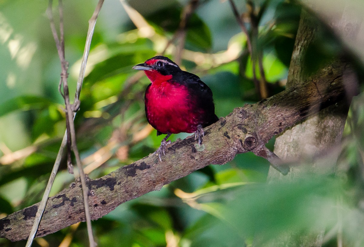 Rosy Thrush-Tanager - ML356344271