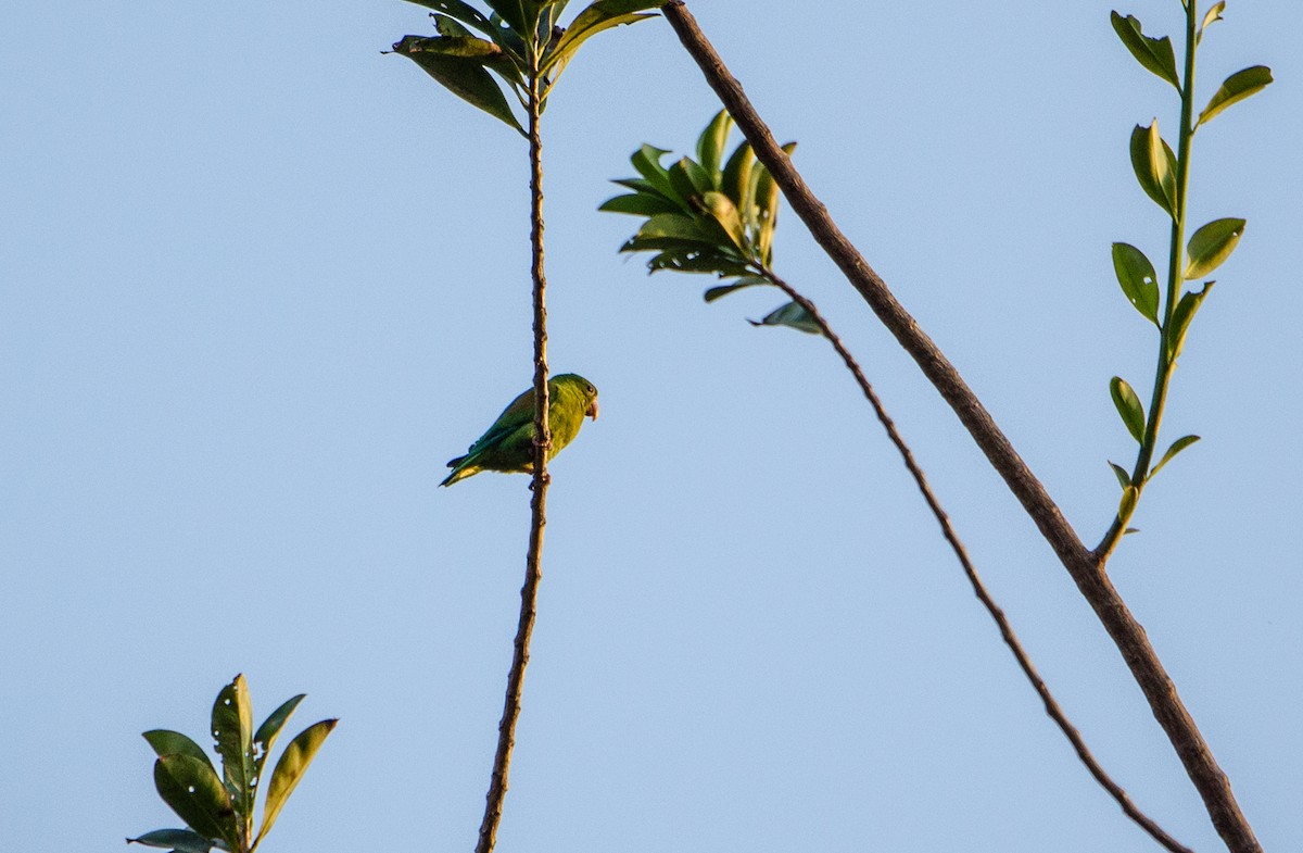 Orange-chinned Parakeet - Lisa & Li Li