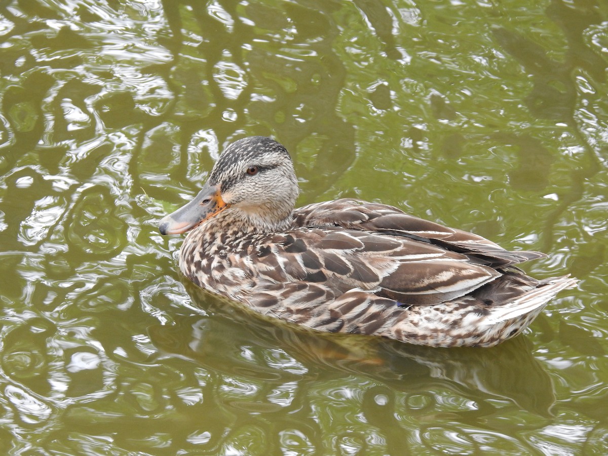 Canard colvert - ML356346171