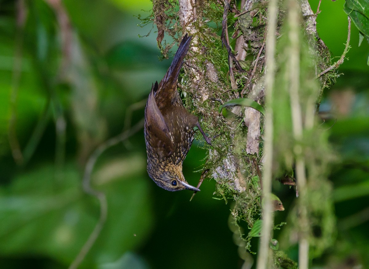 Spotted Barbtail - ML356346571