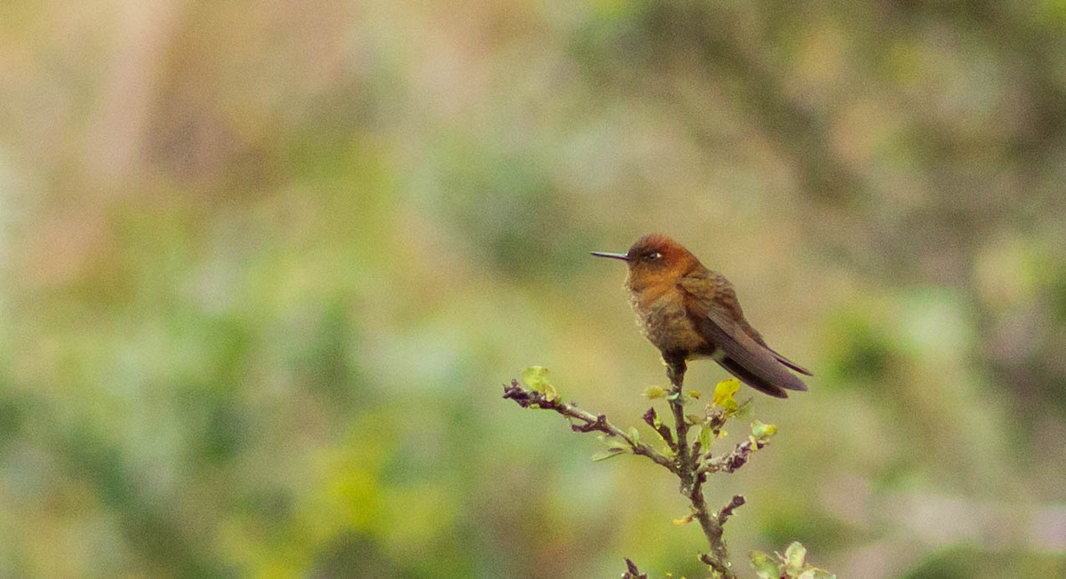 Coppery Metaltail - Andrey Paredes