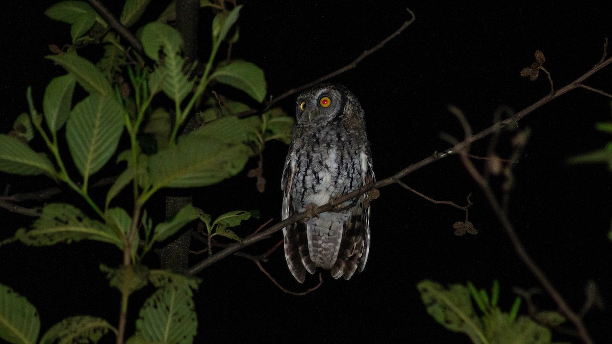 Koepcke's Screech-Owl - ML356346961