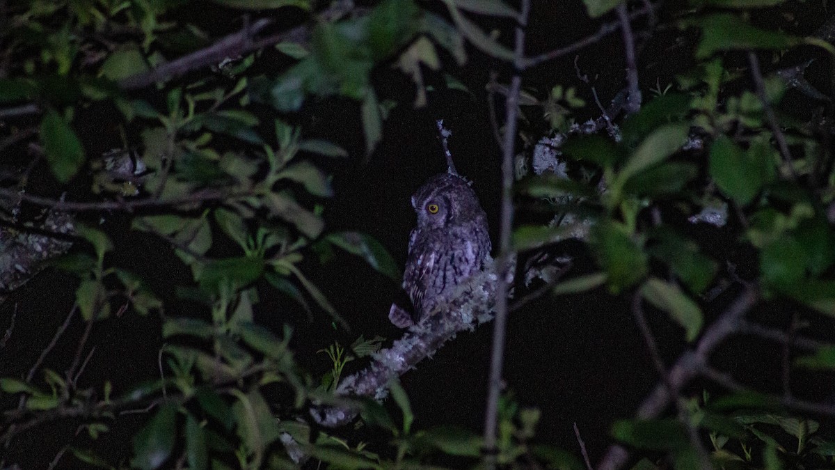 Koepcke's Screech-Owl - ML356346971