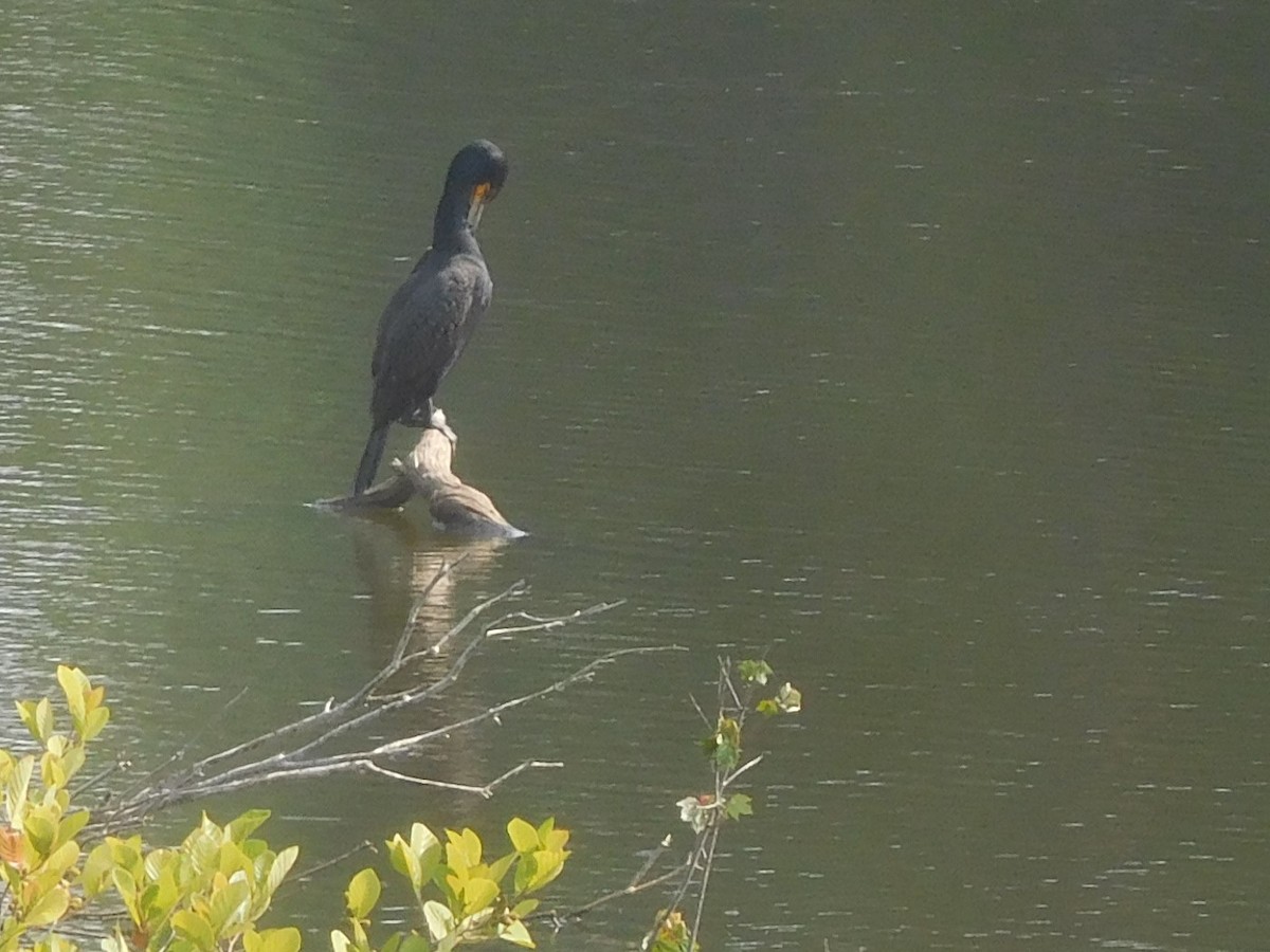 Double-crested Cormorant - ML356347011