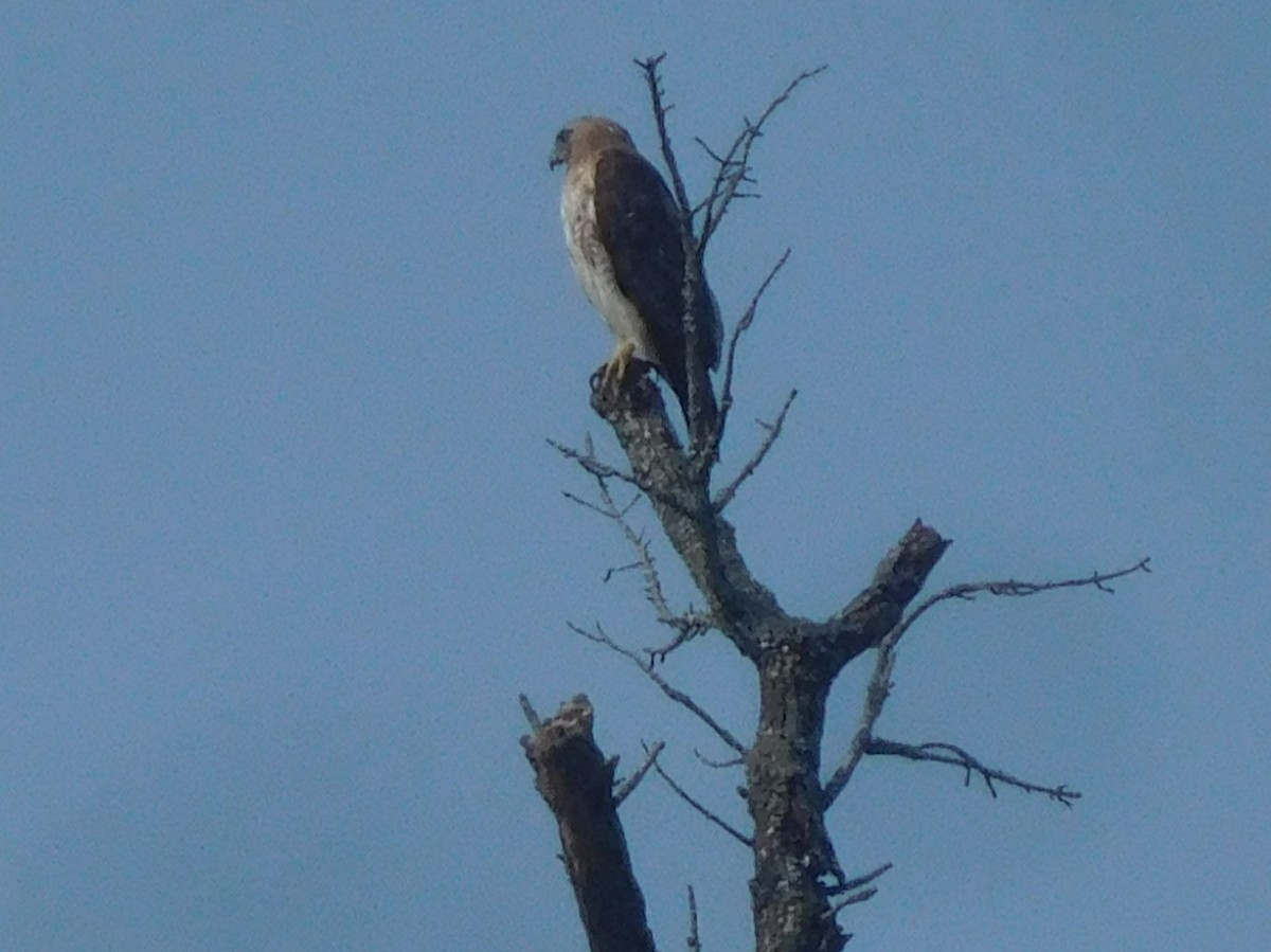 Red-tailed Hawk - ML356347111