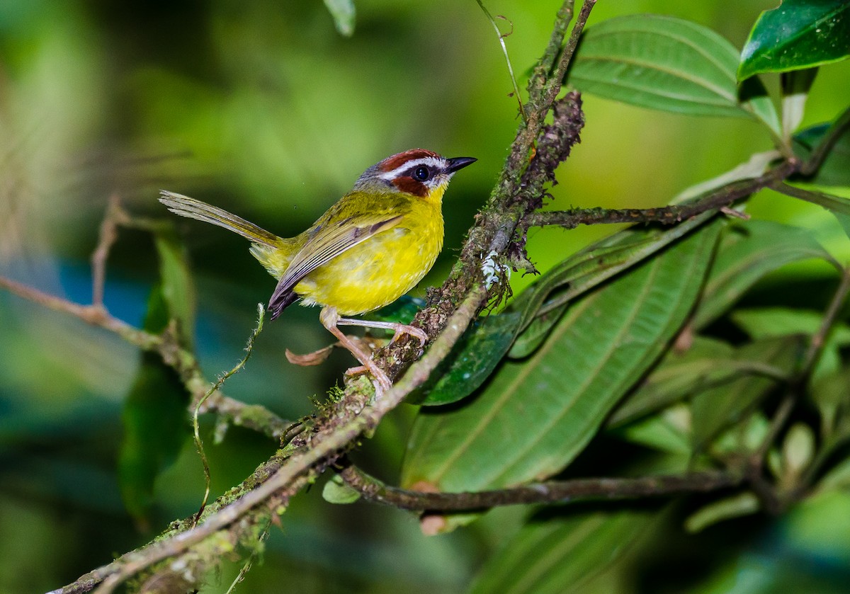 Chestnut-capped Warbler - Lisa & Li Li