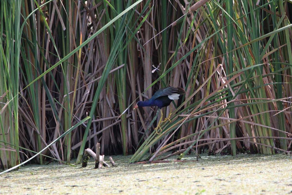 Purple Gallinule - ML356349071