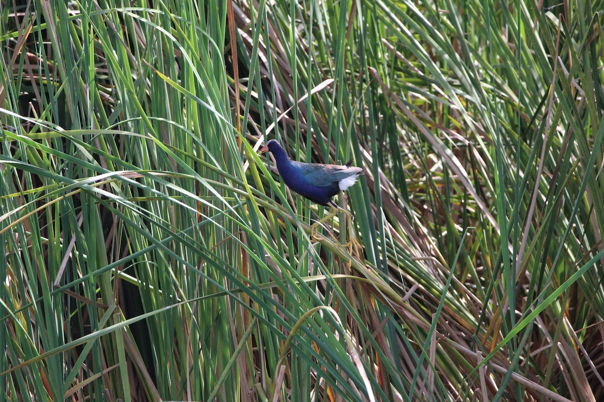 Purple Gallinule - ML356349091