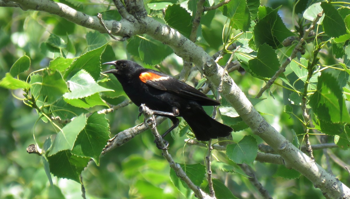 Red-winged Blackbird - ML356350581