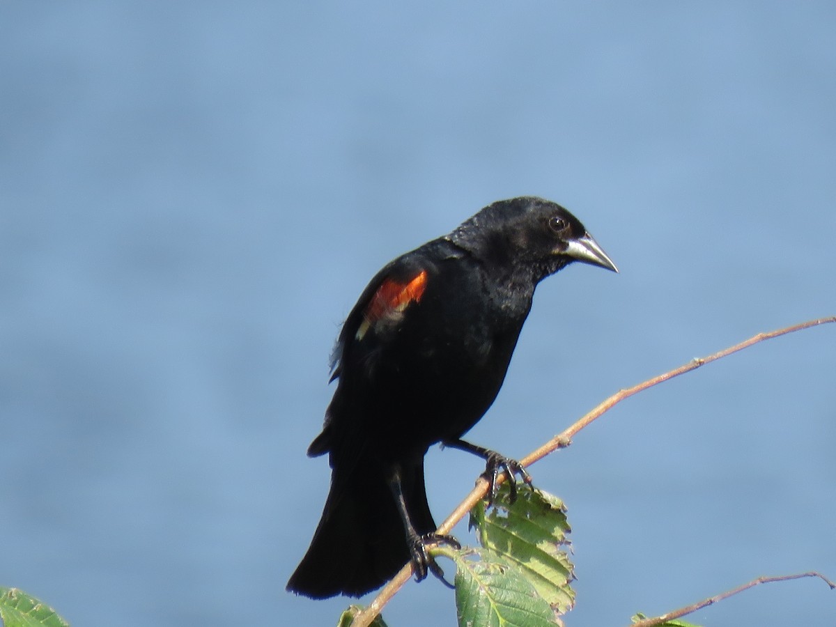 Red-winged Blackbird - ML356350591