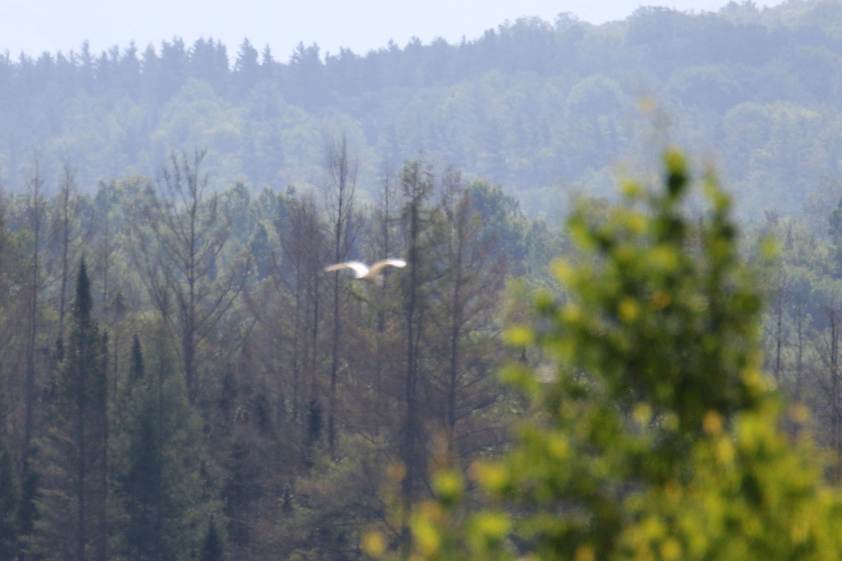 Great Egret - ML356350881