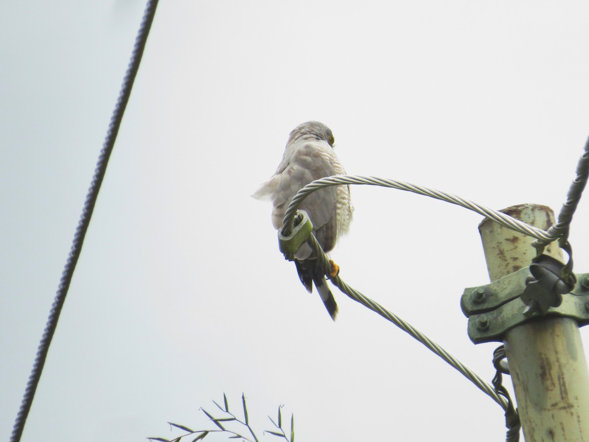 Roadside Hawk - ML356351101