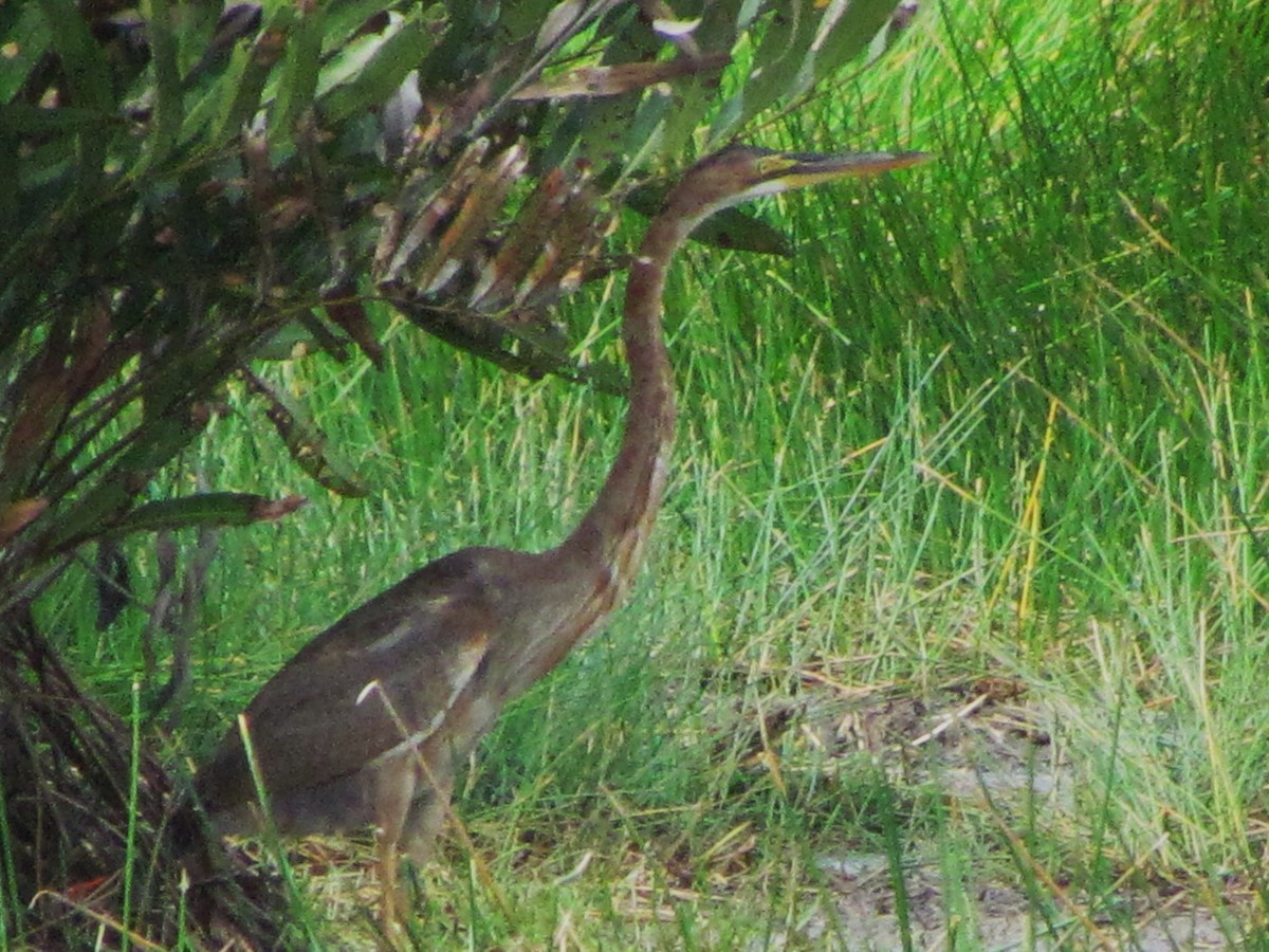 Purple Heron - ML35635131