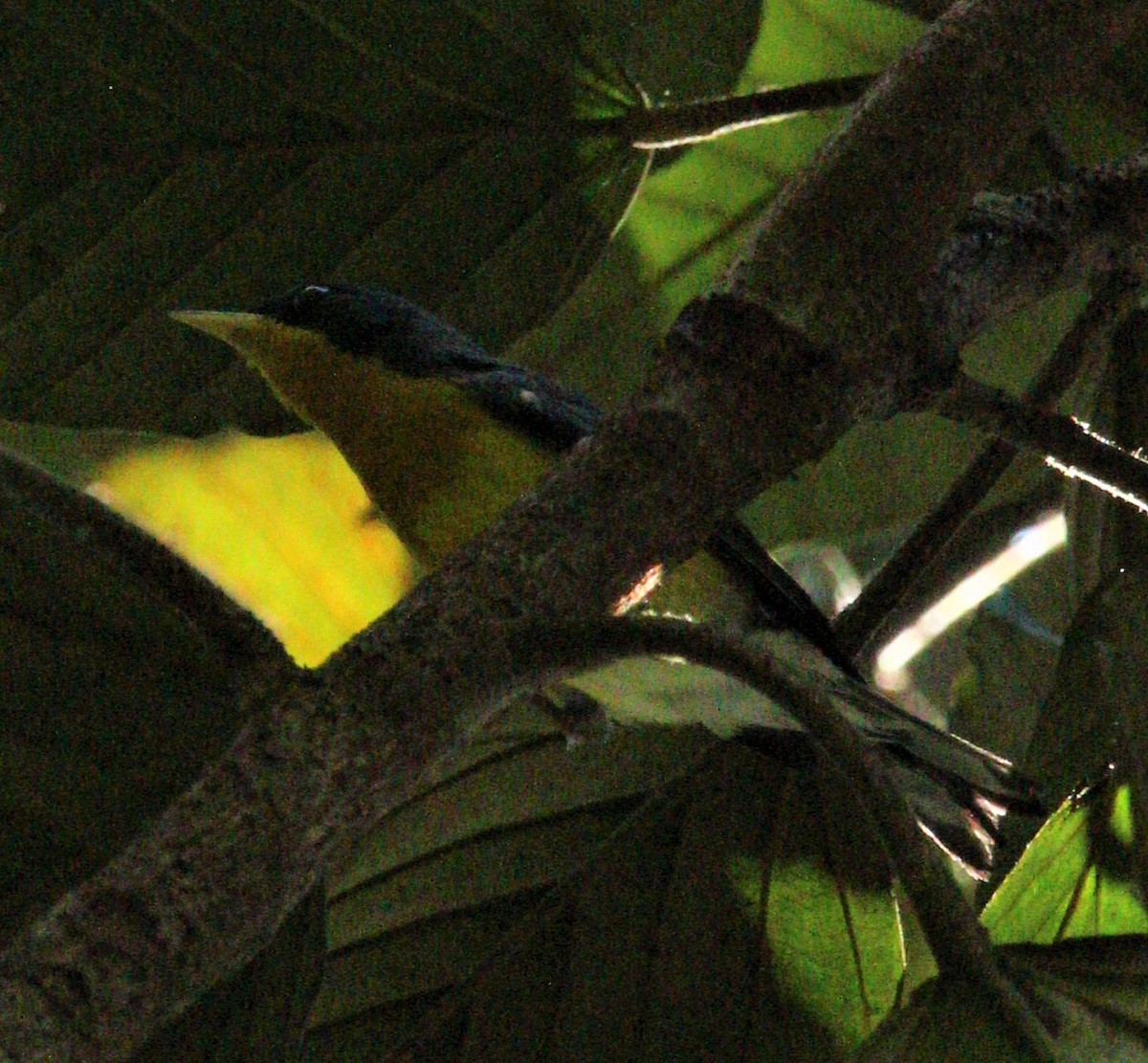 Tropical Parula (Middle American) - ML356352031