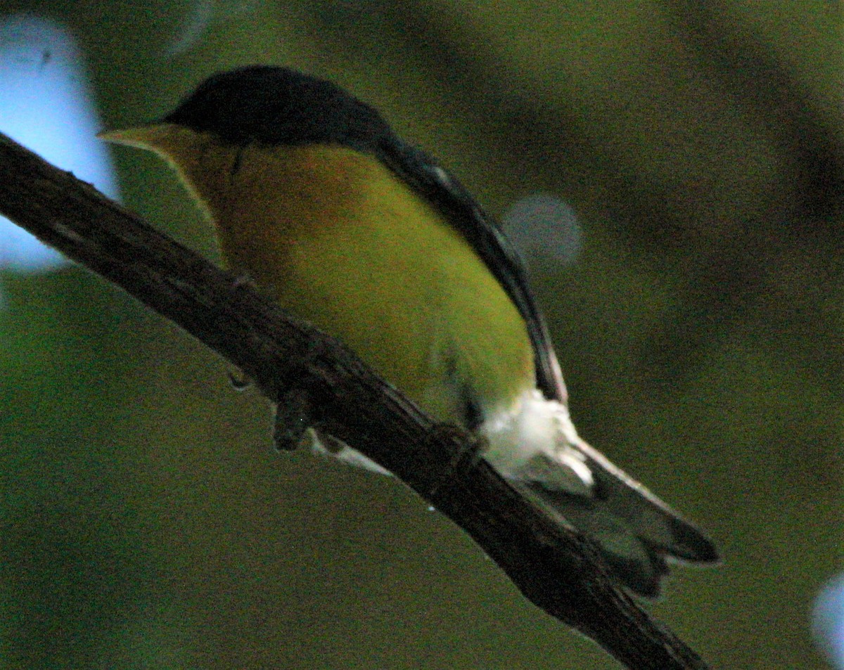 Tropical Parula (Middle American) - ML356352041