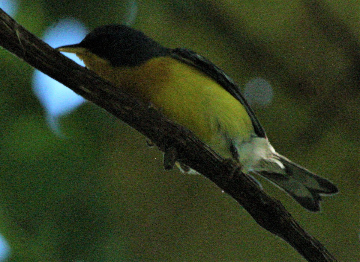 Tropical Parula (Middle American) - ML356352051