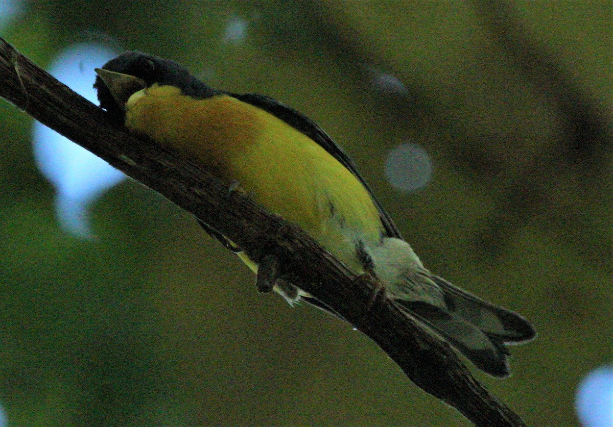 Tropical Parula (Middle American) - ML356352061