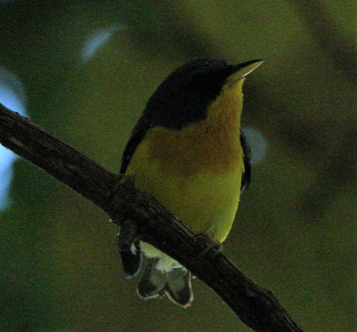 Tropical Parula (Middle American) - ML356352091