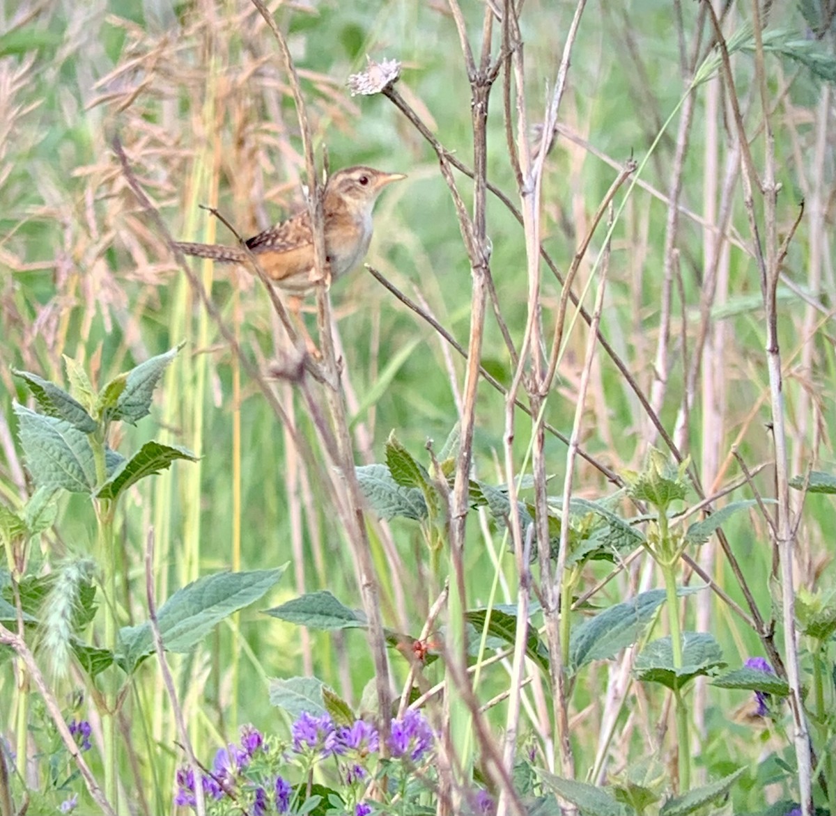 Sedge Wren - ML356352421