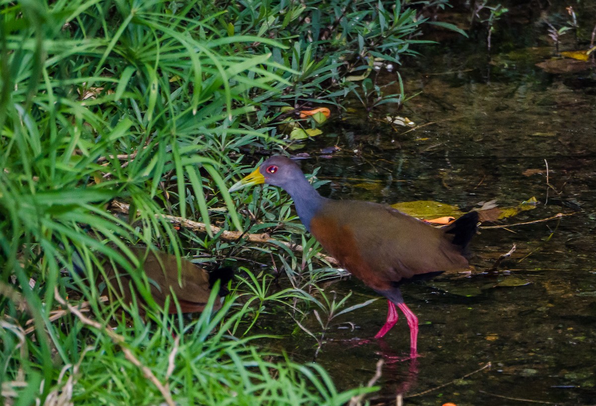 Gray-cowled Wood-Rail - Lisa & Li Li