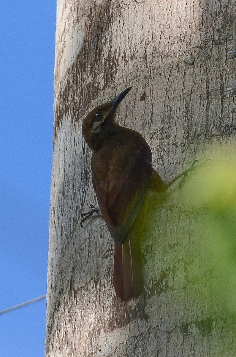 Plain-brown Woodcreeper (Plain-brown) - ML35635251