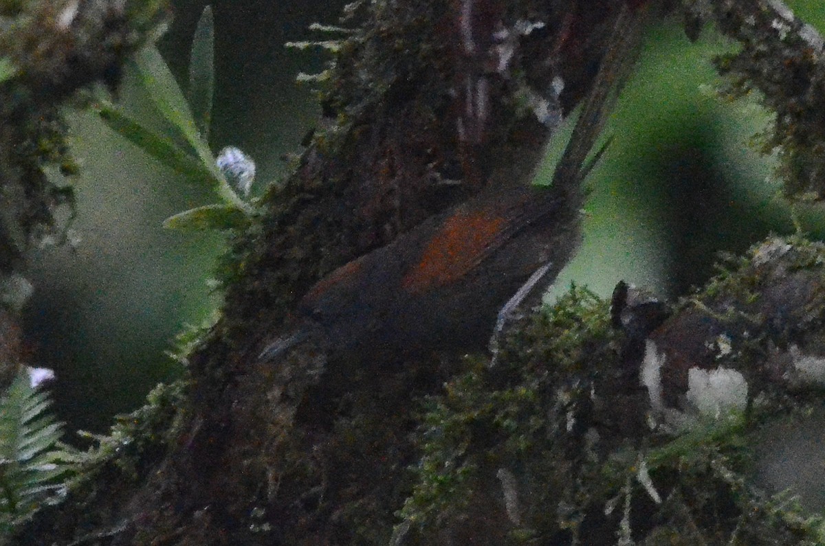 Slaty Spinetail - ML35635271